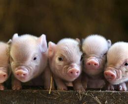 Vědecké centrum, které připomíná statek. Miniprasata pomáhají s výzkumem závažných chorob