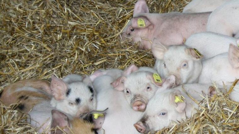 V Česku se rodí více selat, vede Středočeský kraj. Stojí za tím lepší technologie a management