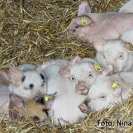 V Česku se rodí více selat, vede Středočeský kraj. Stojí za tím lepší technologie a management