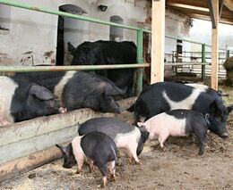 Rodinový způsob chovu prasat se zapouštěním kojících prasnic