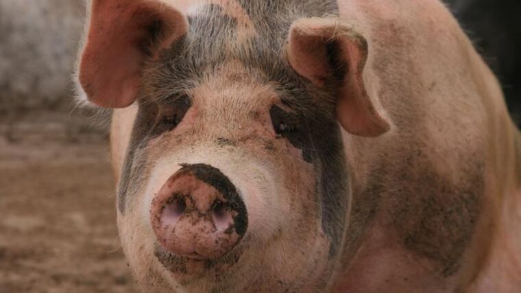 V Česku po roce a tři čtvrtě klesla výroba masa, meziročně o 1,5 procenta 
