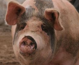 V Česku po roce a tři čtvrtě klesla výroba masa, meziročně o 1,5 procenta