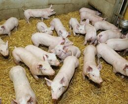 Češi jedí víc vepřového a kuřecího. Dovoz masa je o 37 miliard vyšší než vývoz