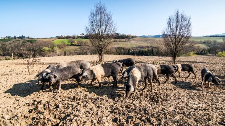 Těžký život chovatelů prasat. Vyhláška proti šíření moru přinese velké problémy