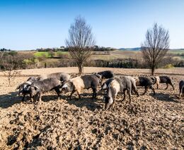 Těžký život chovatelů prasat. Vyhláška proti šíření moru přinese velké problémy
