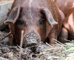 Týden podle PH č. 26 - 2017 (pH týdne: 7)