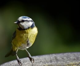 Z krajiny mizí ptáci, nejvíce z polí a luk. Ubývat ale začali také z lesů