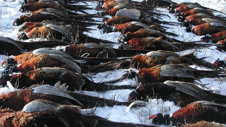 Mladým se do kamizoly nechce. Myslivců v Česku rychle ubývá