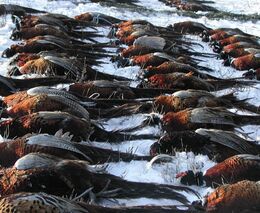 Mladým se do kamizoly nechce. Myslivců v Česku rychle ubývá