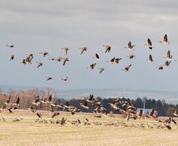 Ptáci jsou lidem podobnější víc než někteří savci, říká Vermouzek z České společnosti ornitologické