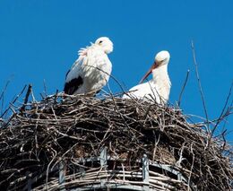 Obžaloba: Babiš rozdával příkazy, aby Čapí hnízdo nevypadalo jako součást Agrofertu
