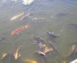 Návrh nařízení, které zjednodušuje vysazování nepůvodních ryb, schválila vláda