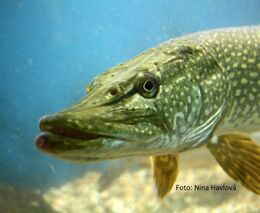 NKÚ:Podpora rybářství je čerpána účelně, spotřeba sladkovodních ryb ale stagnuje