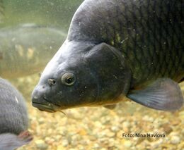 Teplota vody v rybnících dle vědců dlouhodobě roste, ohrožuje tradiční chov ryb