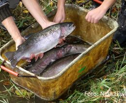 Ministerstvo zemědělství spustí jarní příjem žádostí o rybářské dotace