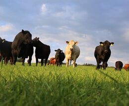  Romana Šonková: Konečně. Velká Británie zakázala vývoz živých zvířat