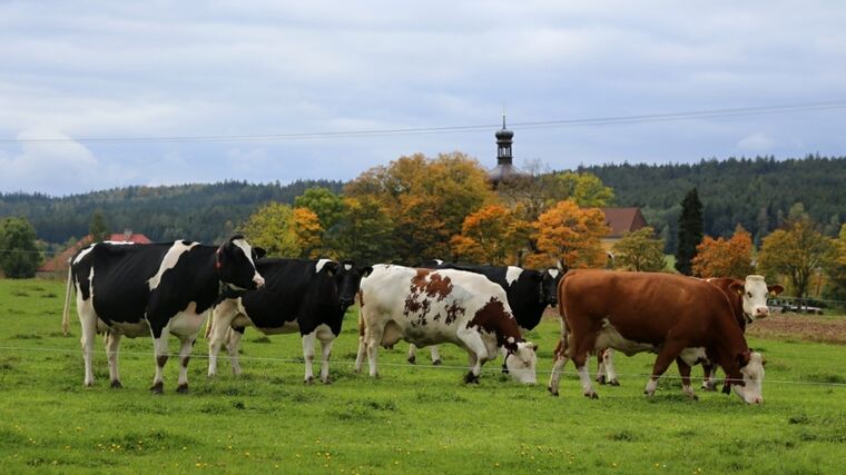 Národní dotace podpoří v příštím roce naše zemědělství částkou přes 3,7 miliardy korun