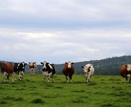 Genetik: Ptačí chřipku mají už i krávy. Ostražitost je namístě, pasterizace mléka je ale účinná