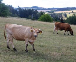 Opatření proti slintavce lze zrušit 30 dnů po likvidaci poslední nakažené zvěře