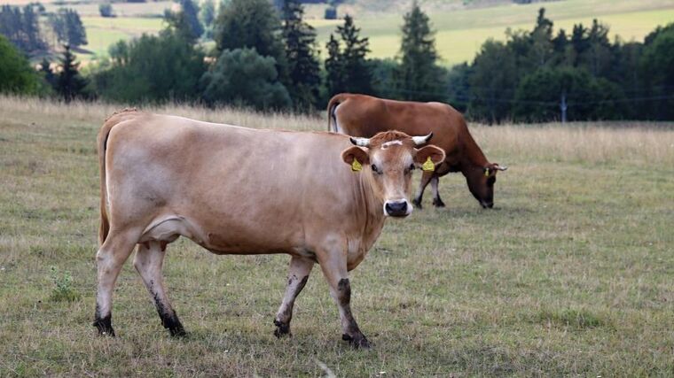 Evropské zemědělství čelí ruské palbě. Potravin je dost, krmení a hnojiva chybí