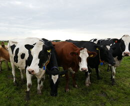 Europoslanci podporují využívání „mobilních jatek“, aby zvířata netrpěla při přepravě