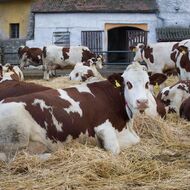 Lidé na jihu Čech častěji hlásí podezření na týrání zvířat, potvrdí se třetina