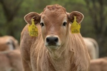 Slovensko po výskytu slintavky už má podle Bratislavy označení země bez nákaz