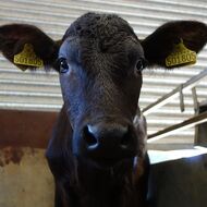Veterináři i letos omezí přepravu zvířat při teplotách nad 30 stupňů Celsia