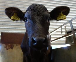 Chci, abychom netýrali ty, které jíme. Velkochovy jsou přežitek, který tu nemá co dělat