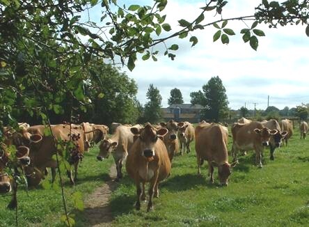 ASZ prosazuje zmírnění nitrátové směrnice