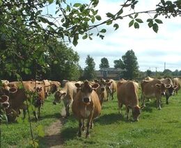 ASZ prosazuje zmírnění nitrátové směrnice