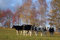 „Vyučovat bez vědy, výzkumu a znalostí trendů, dnes nelze,“ soudí Iva Langrová, děkanka ČZU