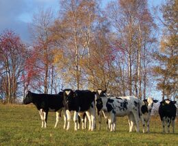 MZe dá na podporu chovu hospodářských zvířat 500 mil. Kč ze zisku Lesů ČR