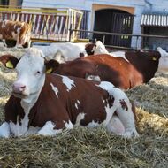 Veterináři: Zamezit šíření nákaz v ČR loni pomohla opatření za desítky mil. Kč