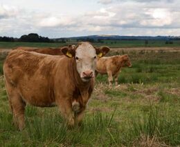 Kroky státu proti zavlečení nákazy slintavky a kulhavky do ČR