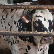 Provozovatelé 250 jatek musí do dneška nainstalovat kamery, zkontroluje je SVS