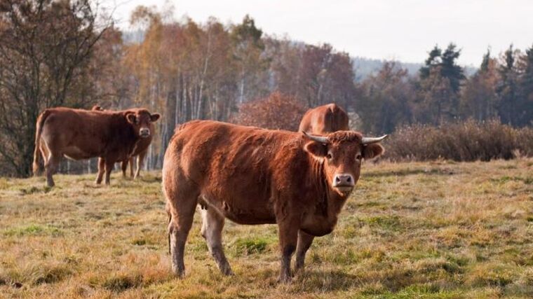 Začalo to jednou krávou. Dnes na každou volají na ekofarmě roku jménem