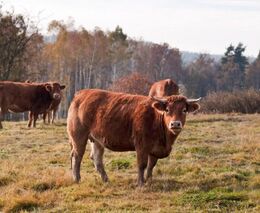 Začalo to jednou krávou. Dnes na každou volají na ekofarmě roku jménem