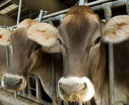 Španělsko schválilo povinné kamery na jatkách, bude první v EU, uvedla vláda