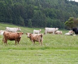 O nebezpečí slintavky a kulhavky s místopředsedou ASZ ČR Janem Šteflem v Televizních novinách