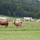 Pozvánka na seminář „Hospodaření na TTP Výživa skotu v EZ“