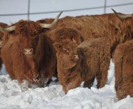 Krkonošská kauza: První kolo sporu o krávy farmář prohrál. Dál se chce soudit
