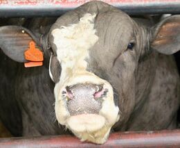 Ministr nařídil mimořádné kontroly chovatelů hospodářských zvířat kvůli týrání