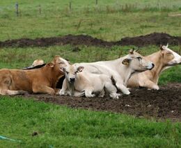 Domácím zvířatům vedle slintavky a kulhavky hrozí i další nemoci. Rizika zřejmě porostou