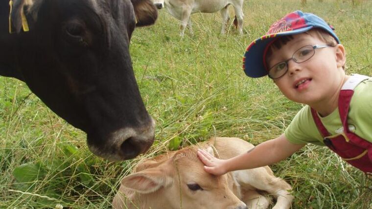 Objímání krav je novým světovým trendem v oblasti wellness. Snižuje stres a vyvolává radostné pocity