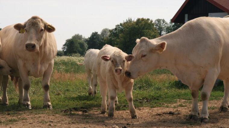 Finanční sbírka ČSCHMS pro poškozené povodněmi