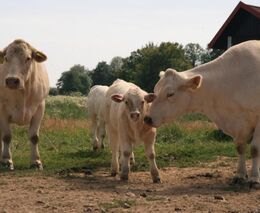 Finanční sbírka ČSCHMS pro poškozené povodněmi