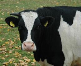 Krávy jako klimatická „hrozba“