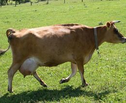 Horko způsobuje skotu tepelný stres, nově před rizikem varuje web Agrorisk