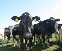 Výborný: Riziko rozšíření slintavky je obrovské. Česko je ale připraveno